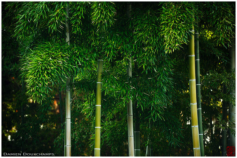 Bamboo grove in Kennin-ji temple, Kyoto, Japan