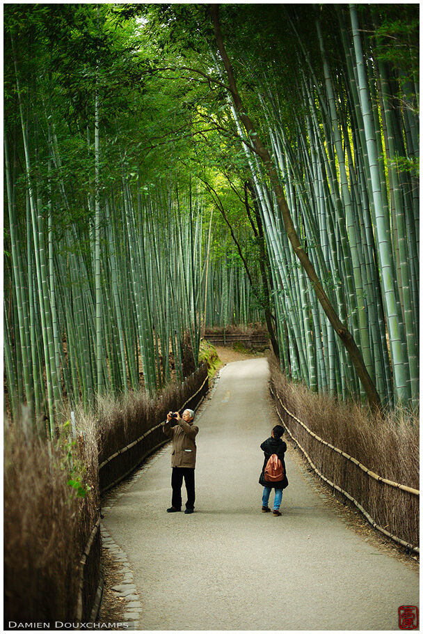 Bamboo Alley 嵯峨竹林