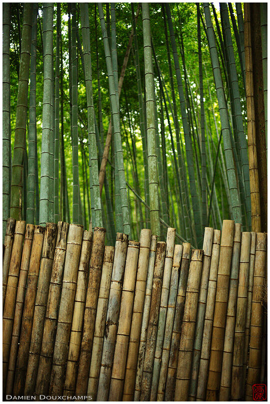 Bamboo fence around bamboo plantation, Kyoto, Japan