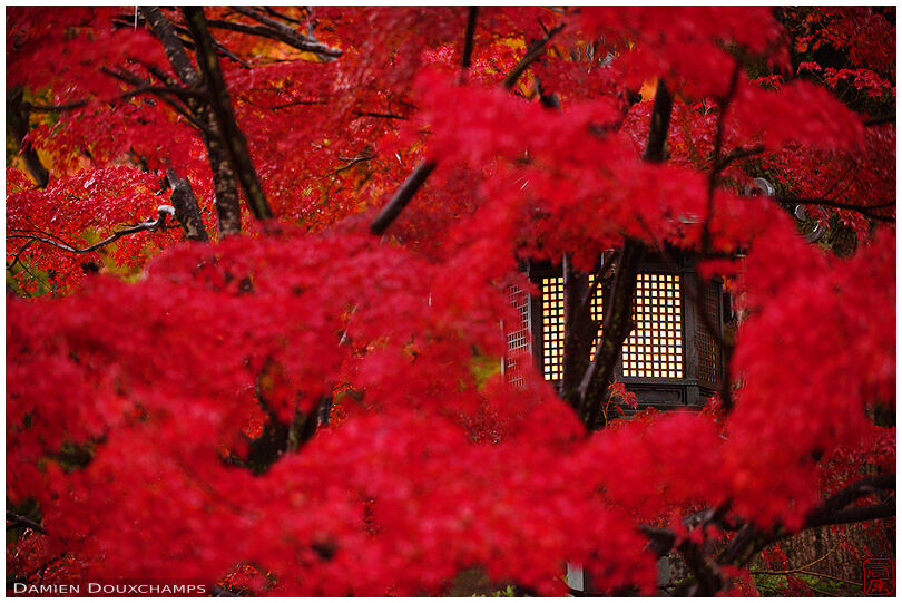 Lantern hiding behind bright red autumn foliage in Shinyo-do temple, Kyoto, Japan
