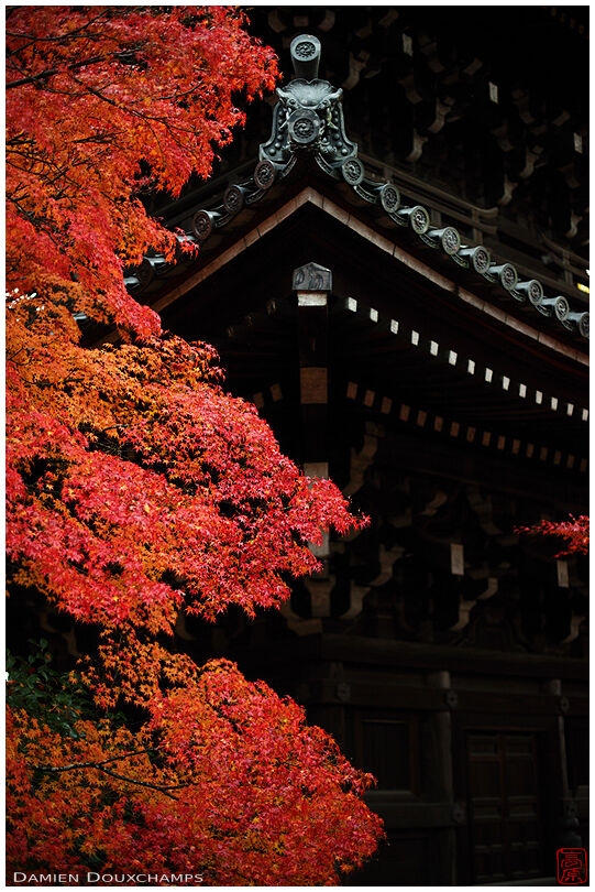 Temple roof lines and ornaments with fiery autumn foliage, Shinyodo temple, Kyoto, Japan