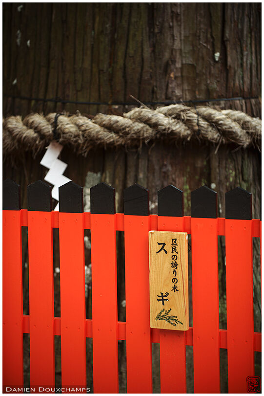 Red barrier in front of sacred tree, Saginomori shrine, Kyoto, Japan