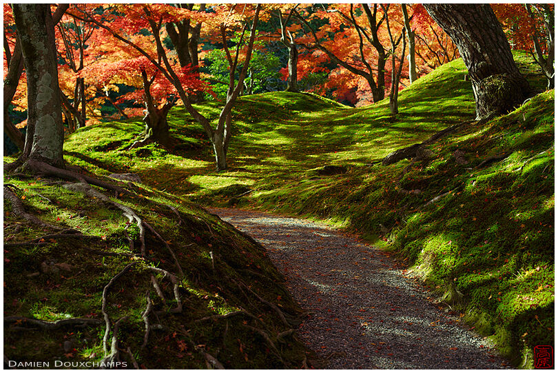 Sunlight playing on the moss, Sento imperial palace, Kyoto, Japan