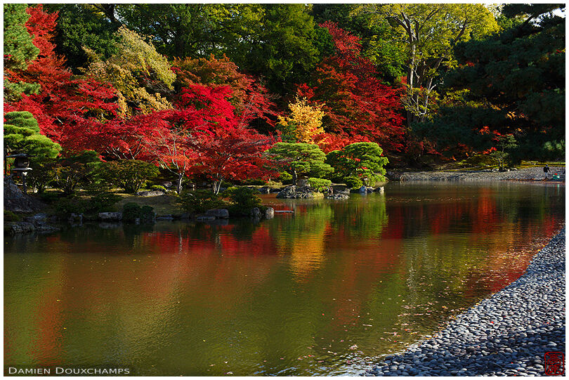 Bright autumn colors on the pond of the Sento Imperial Palace, Kyoto, Japan