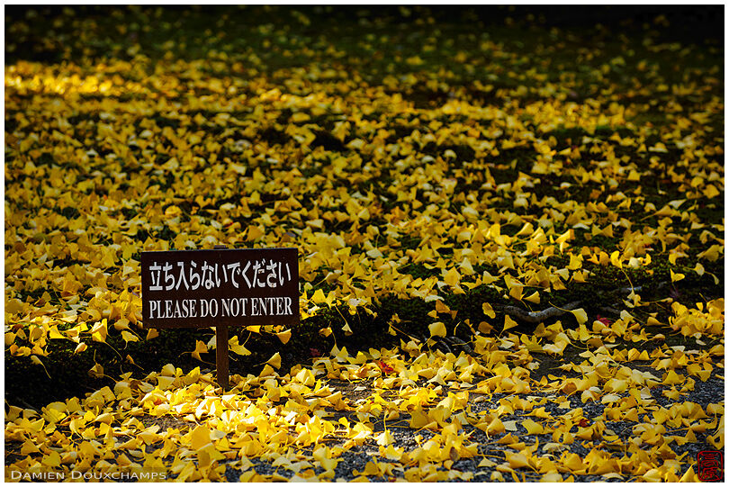 Do Not Enter sign lost among yellow fallen gingko leaves, Sento palace, Kyoto, Japan