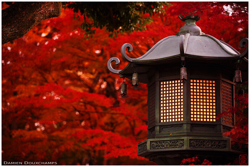 Large lantern and pure red autumn colours, Shinyo-do temple, Kyoto, Japan