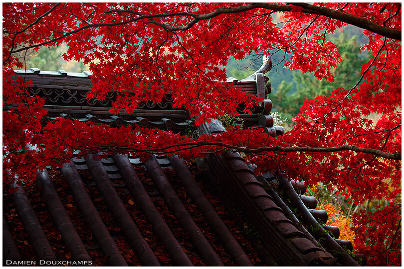 Bright red autumn colours over the gate of Konzo-ji temple in the western mountains of Kyoto, Japan