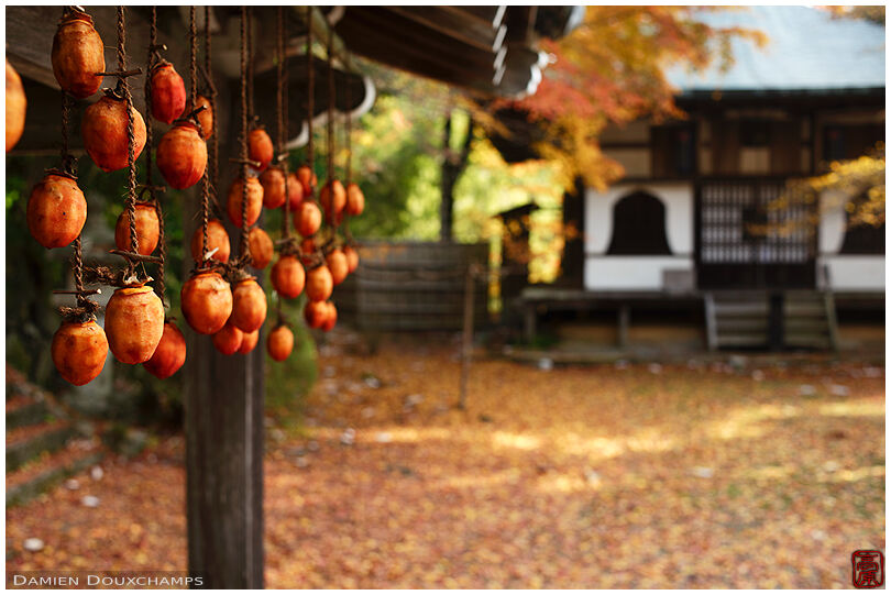 Drying persimmon in autumn, Konzo-ji temple, Kyoto, Japan