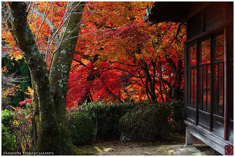 Bright autumn foliage in a remote corner of Shoji-ji temple garden, Kyoto, Japan