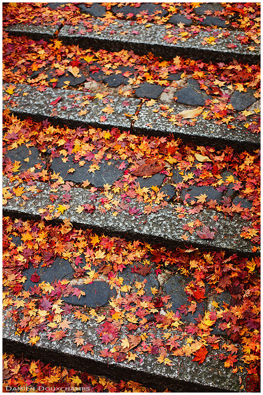 Stairs covered by a carpet of fallen maple leaves in Yoshimine-dera temple, Kyoto, Japan