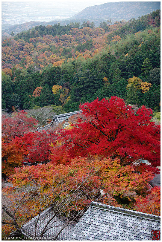 Top view of temple buildings lost in autumn foliage with Oharano valley in the distance, Kyoto, Japan