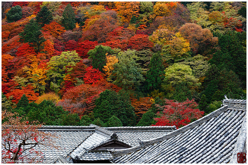 Hillside full of autumn colours over temple roof lines of Yoshimine-dera, Kyoto, Japan