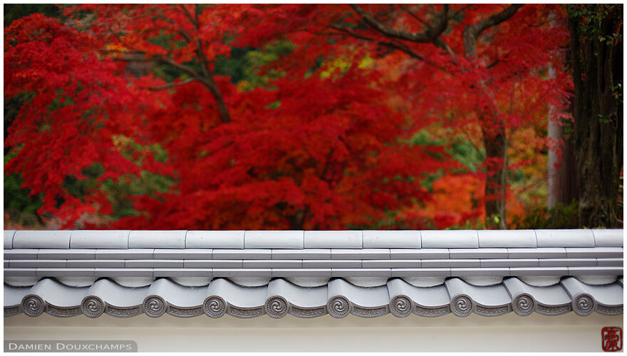 Pristine wall and pure red autumn foliage in Yoshimine-dera temple, Kyoto, Japan