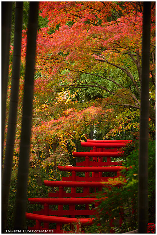Red torii gates in bamboo forest with autumn colours, Kyoto, Japan