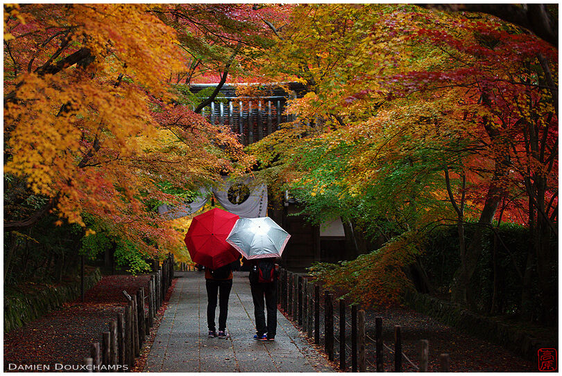 Late autumn rainy day in Komyo-ji temple, Kyoto, Japan