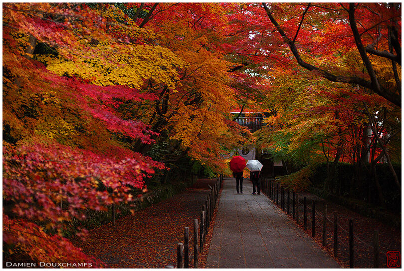 Two visitors with umbrellas on path covered with fiery autumn foliage Komyo-ji temple, Kyoto, Japan