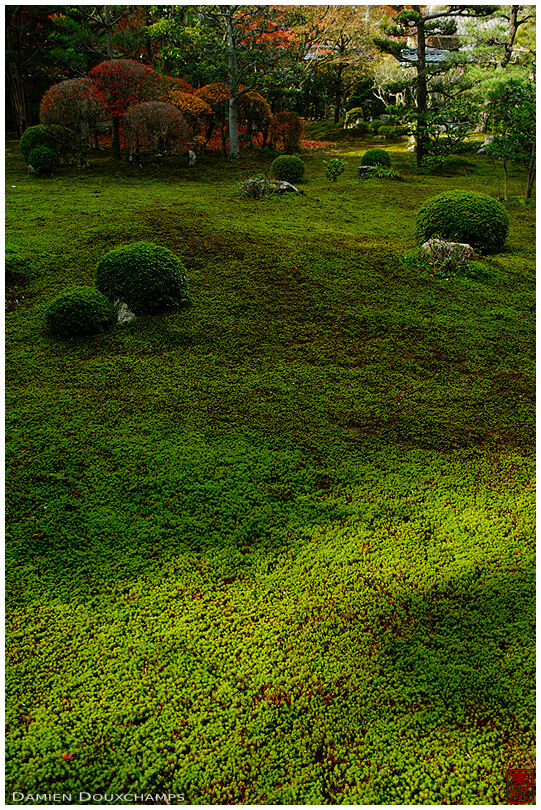 Moss garden in Sokushū-in temple, Kyoto, Japan