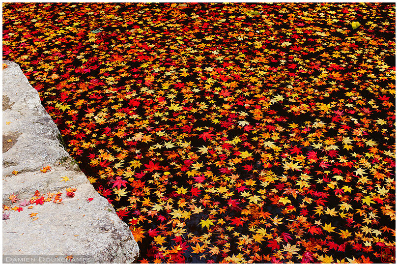 An even spread of fallen maple leaves on the pond of Tenju-an temple, Kyoto, Japan