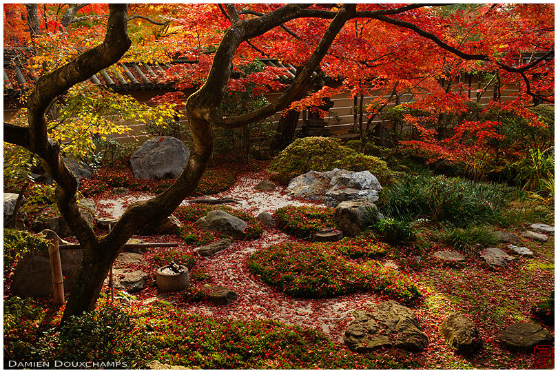 Sunlight lighting up the autumn colors over a Japanese garden of Eikan-do temple, Kyoto, Japan