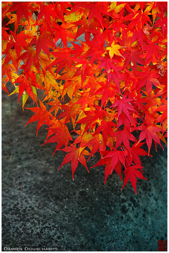 Bright red maple leaves, Eikan-do temple, Kyoto, Japan