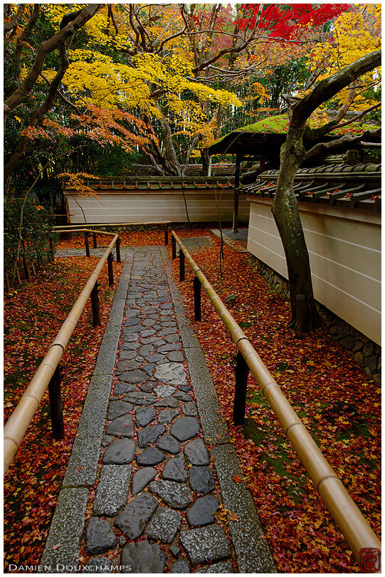 Fall foliage and fallen autumn leaves on the entrance path to Koto-in temple, Kyoto, Japan