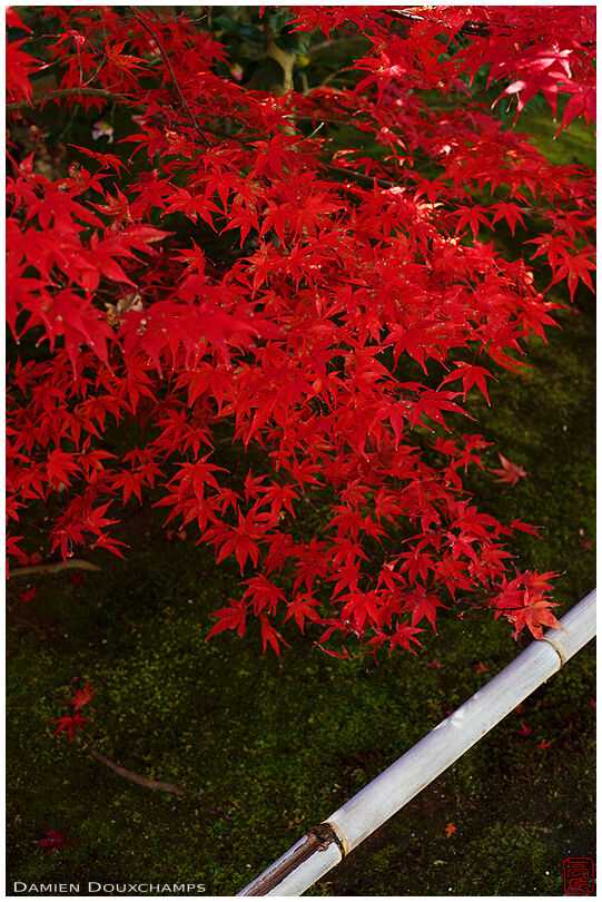 Bright red Japanese maple leaves, Korin-in temple, Kyoto, Japan