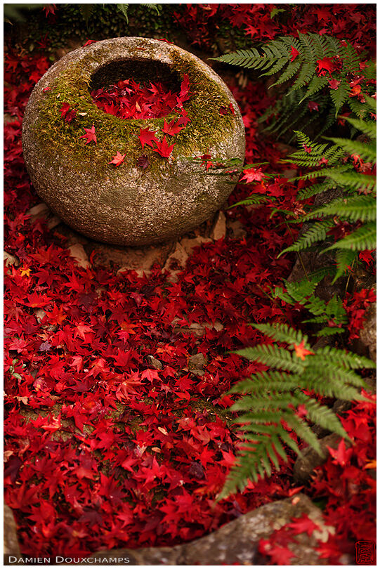 A carpet of bright red maple leaves and a little round tsukubai in Enri-an temple, Kyoto, Japan
