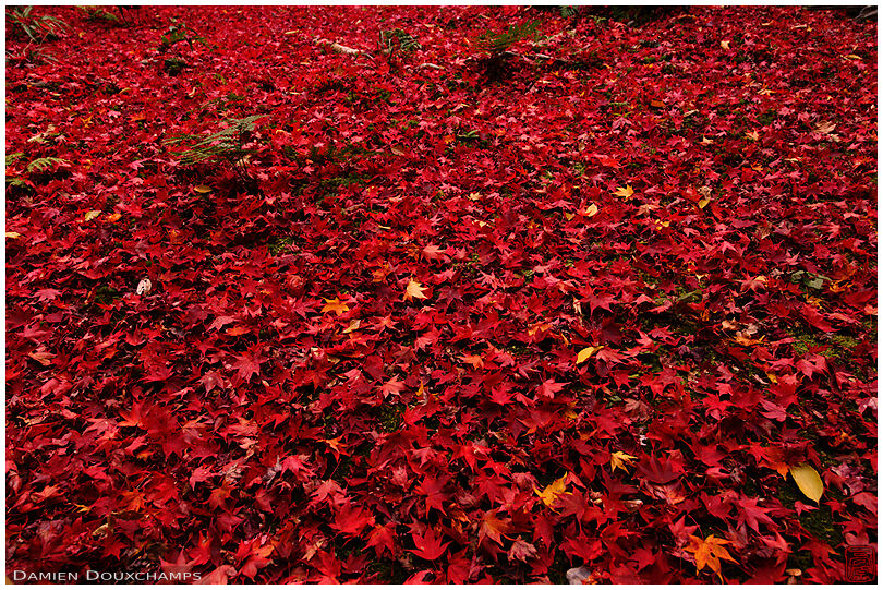 100% red: a carpet of fallen maple leaves in the small and discrete temple of Enri-an, Kyoto, Japan