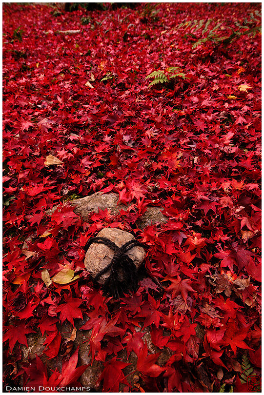Sekimori-ishi lost in the perfect red leaves carpet of Enri-an temple, Kyoto, Japan
