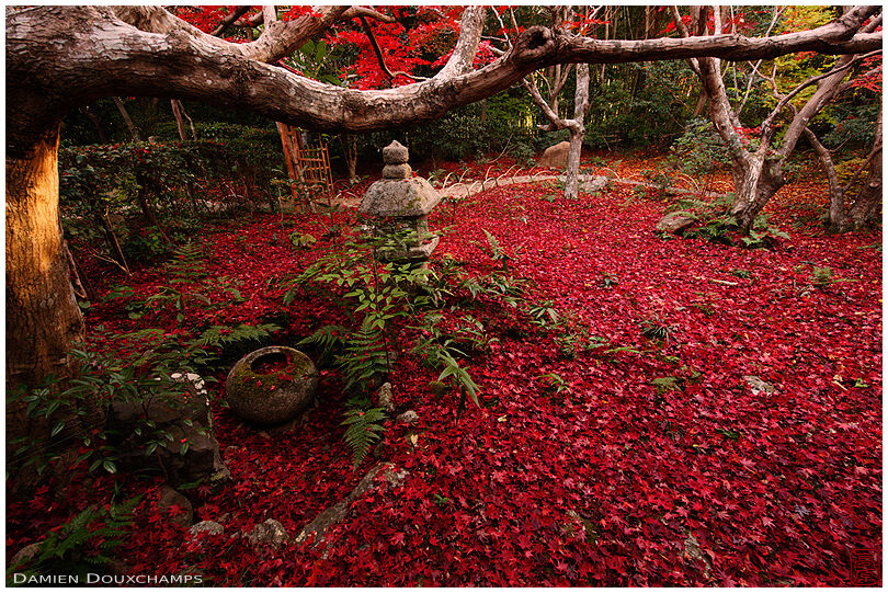 An impressive carpet of fallen red maple leaves in the small temple of Enri-an, Arashiyama, Kyoto, Japan