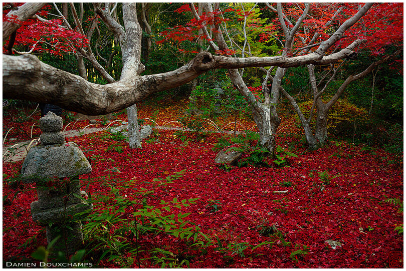 Pure red carpet of fallen maple leaves in Enri-an temple, Kyoto, Japan