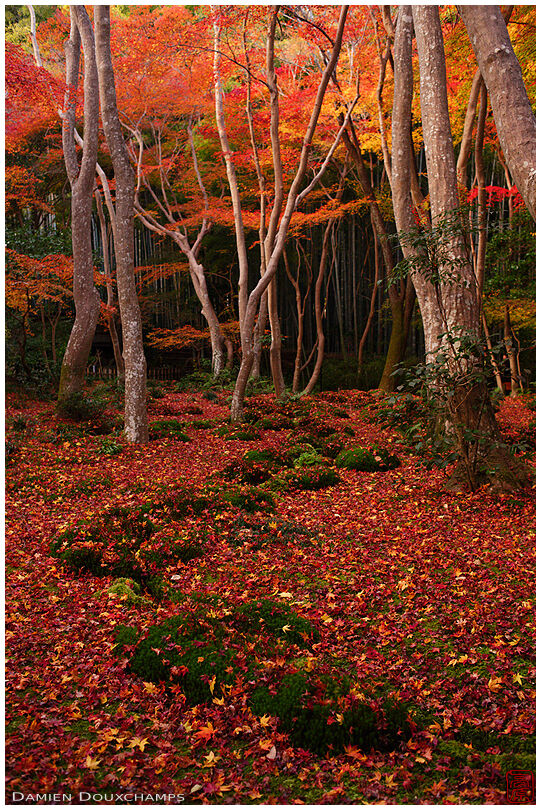 Carpet of red fallen maple leaves on the moss of Giyo-ji temple garden, Kyoto, Japan