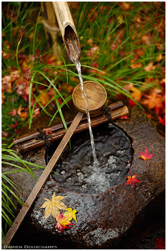 Fallen leaves on tsukubai water basin with ladle, Giyo-ji temple, Kyoto, Japan