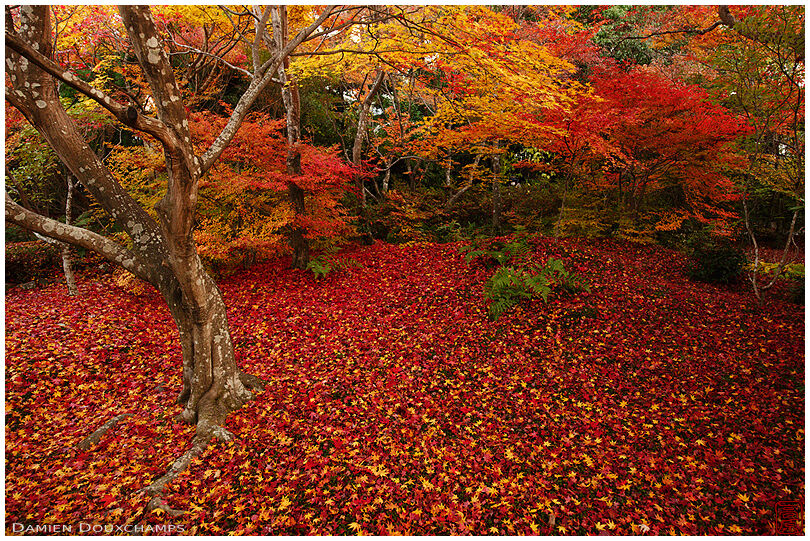 Impressive fallen autumn leaves carpet in Hokyo-in temple, Kyoto, Japan