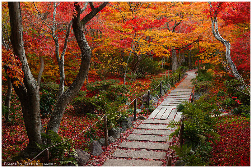 Walkway lost the the amazing autumn colors of Hōkyō-in temple garden, Kyoto, Japan