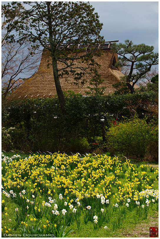Flower patch in front of thatched tea house, Heian-kyo, Kyoto, Japan