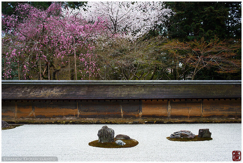 Pink and white cherry blossoms in the famous rock garden of Ryōan-ji temple, Kyoto, Japan