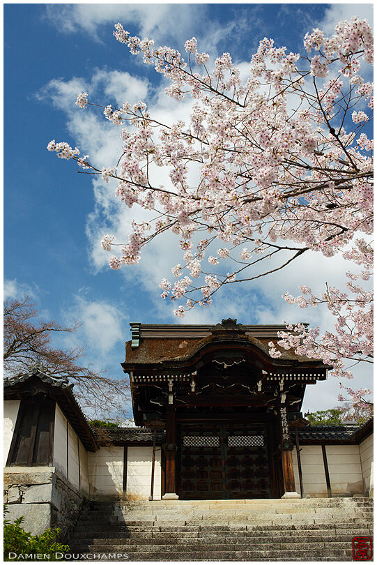 Cherry blossoms at the entrance gate of Shigain temple, Shiga, Japan