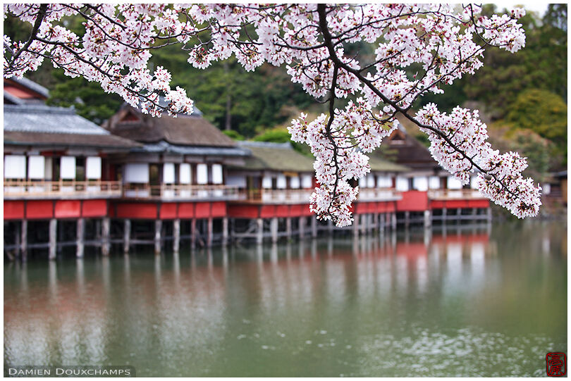 Cherry blossoms and little pavilions around Nagaoka Tenmangu shrine pond, Kyoto, Japan