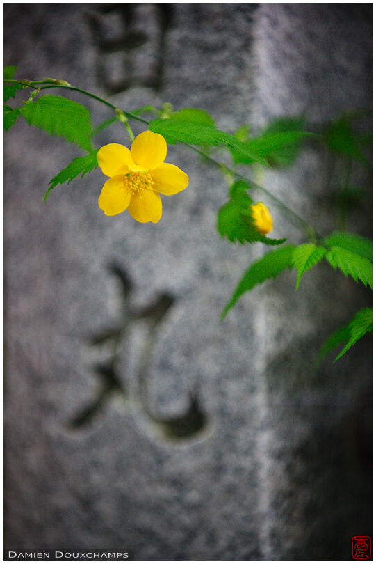 Yellow flower and carved number nine, Nagaoka Tenmangu shrine, Kyoto, Japan