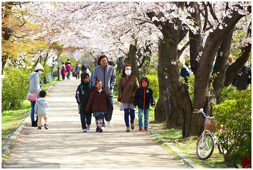 Family enjoying cherry blossoms in Nagaoka Tenmangu shrine, Kyoto, Japan