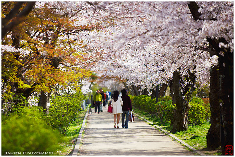 Couple strolling under cherry blossoms in full bloom in Nagaoka Tenmangu shrine, Kyoto, Japan