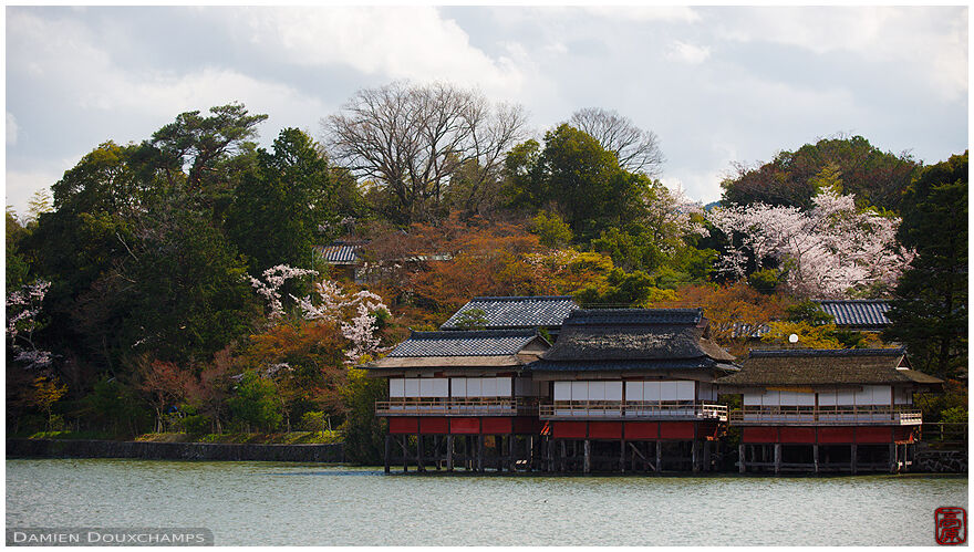 Cherry blossoms over pavilions on stilts around Nagaoka Tenmangu shrine's lake, Kyoto, Japan