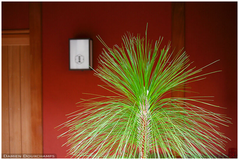 Green plant in front of the red façade of a traditional town house in the Miyagawa-cho geisha district of Kyoto, Japan