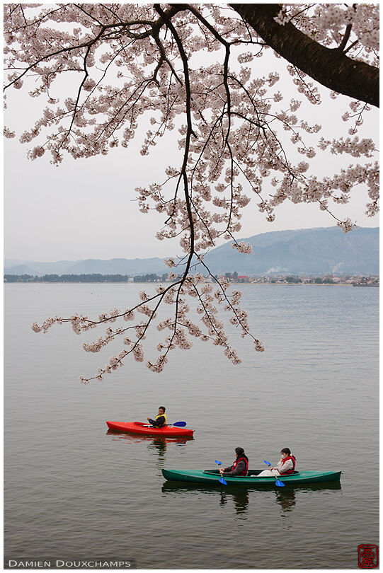Kayaks on Biwako lake during cherry blossom season, Shiga, Japan