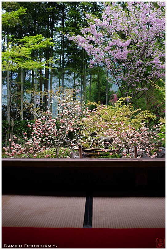 Tsukubai water basin lost in spring blossoms, Hosen-in temple, Kyoto, Japan