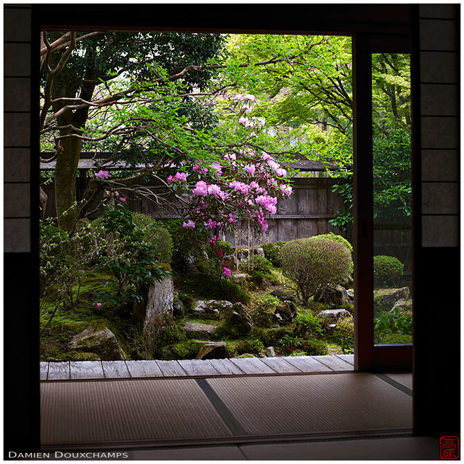 Shakunage flowers blooming in Hosen-in temple garden, Kyoto, Japan