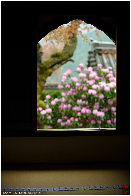 Shakunage flower bush through bellflower shaped window, Sanzen-in temple, Kyoto, Japan