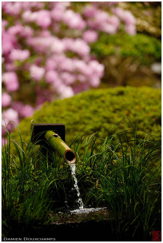 Tsukubai water basin during shakunage flower season, Sanzen-in temple, Kyoto, Japan