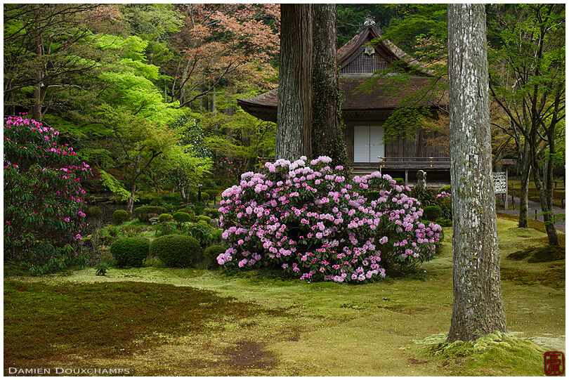 Rhododendron blooming in moss garden, Sanzen-in temple, Kyoto